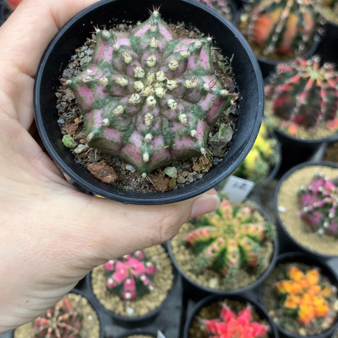 麦***兜仙人球米哈牡丹哦