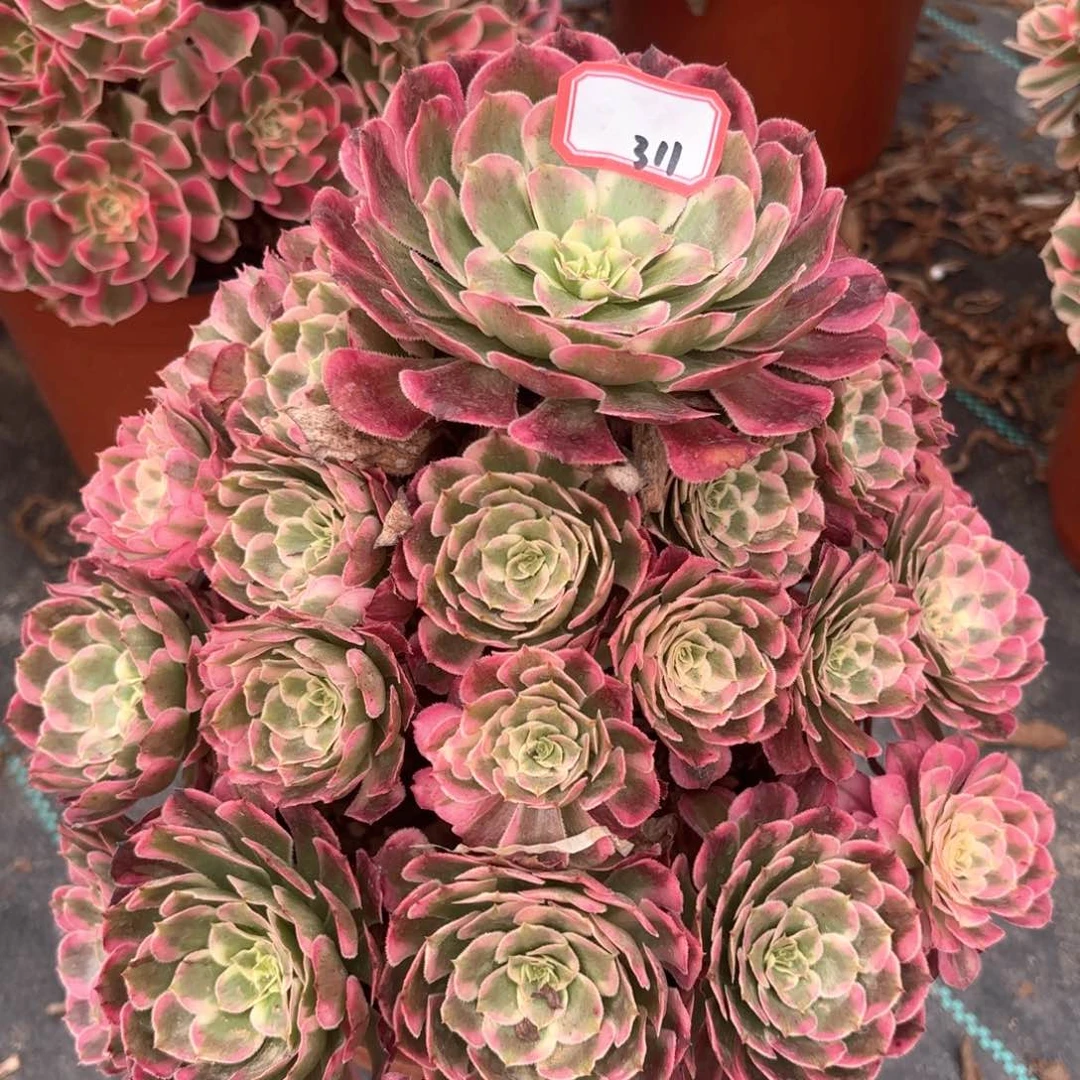 全部花朵311霁月多肉植物