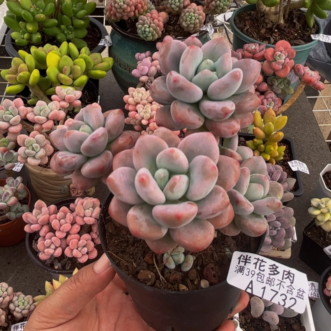 1732樱花洛神8cm多肉