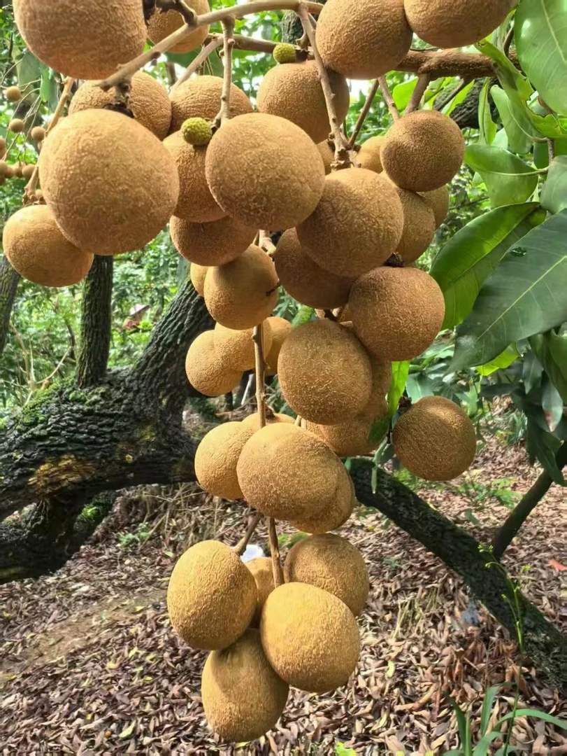 高州储良龙眼脆甜多汁古法种植新鲜现摘大果小核清甜