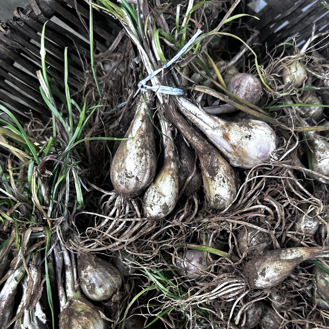 【代收】农家农货葱头