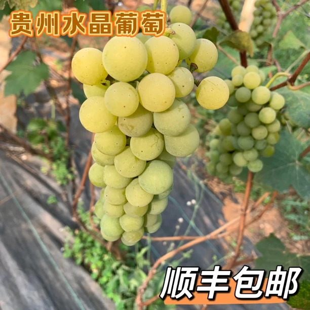 翠儿｜贵州高山露天水晶葡萄新鲜现发玫瑰香葡萄香甜多汁葡萄