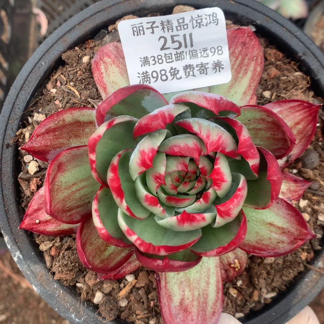 2511一物一拍12厘米