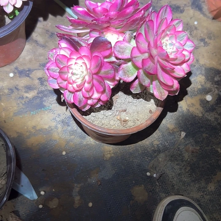 多肉法师植物链接119