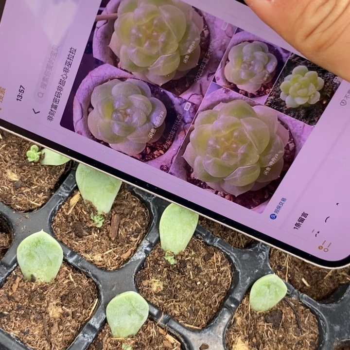 苍雪芽苗一个多肉