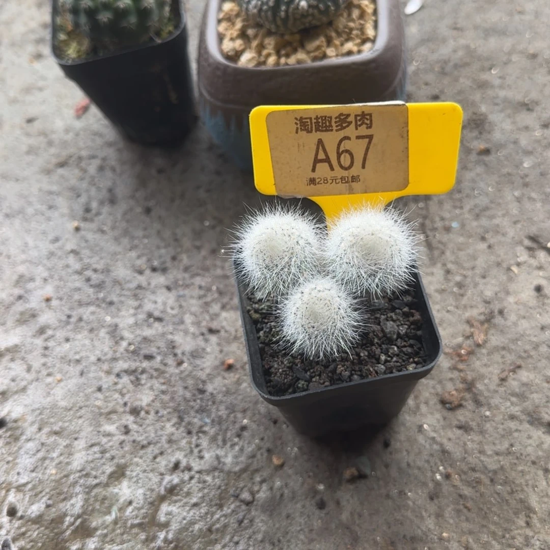 虾*多肉植物肥毛毛肥毛毛