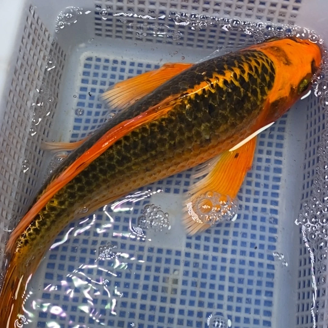 锦鲤冷水锦鲤包邮