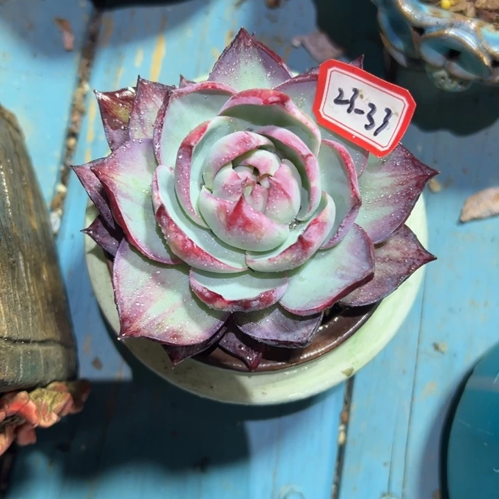 清***雨精品多肉植物老桩惊鸿仙子裸根