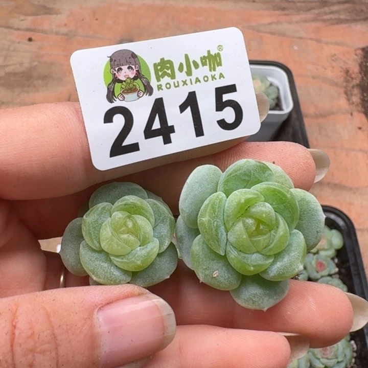 闪****多肉植物多肉植物