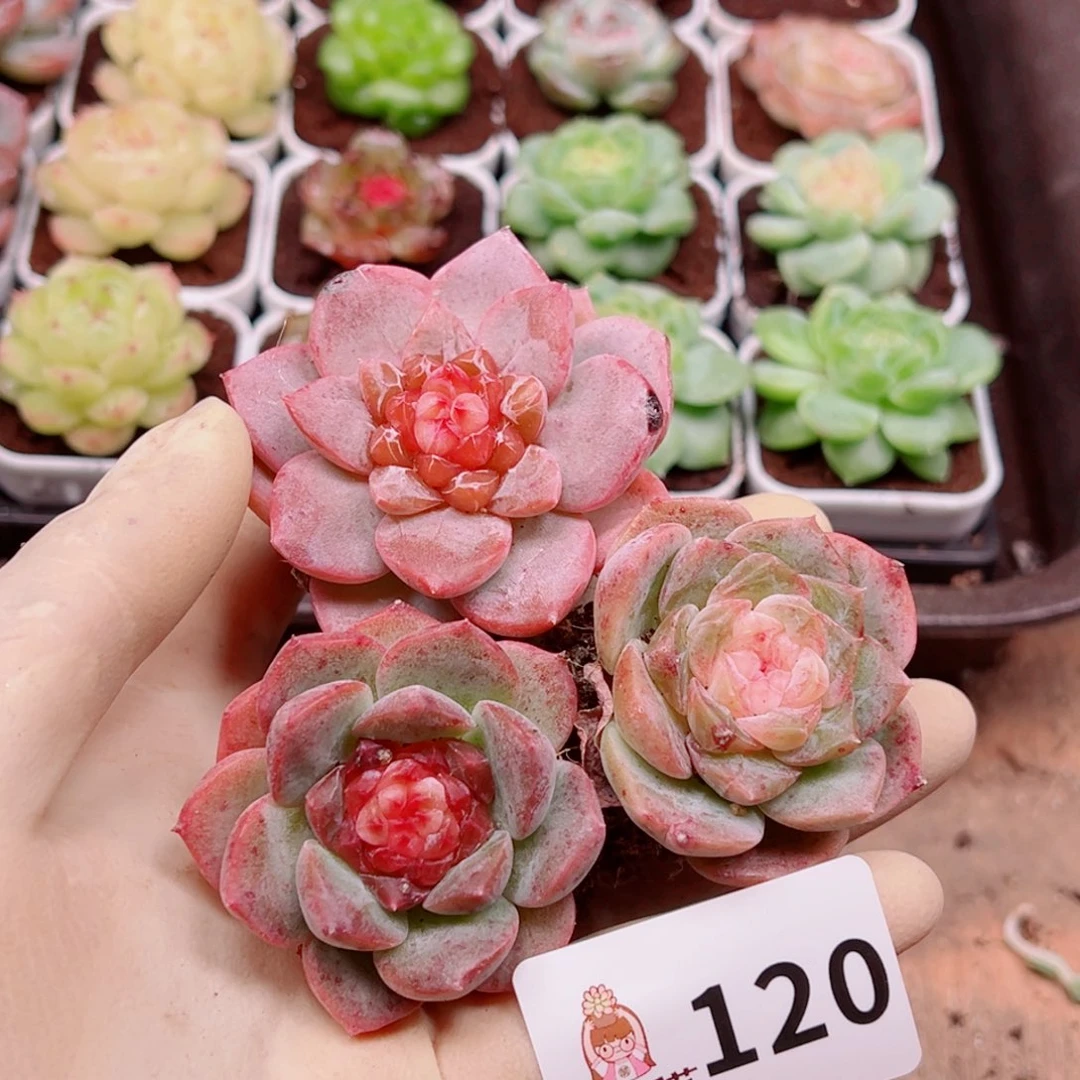 多肉植物多肉植物