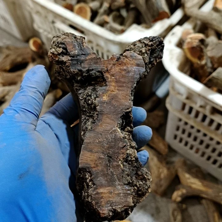K***1香榧木火琉璃疙瘩毛料毛料毛料