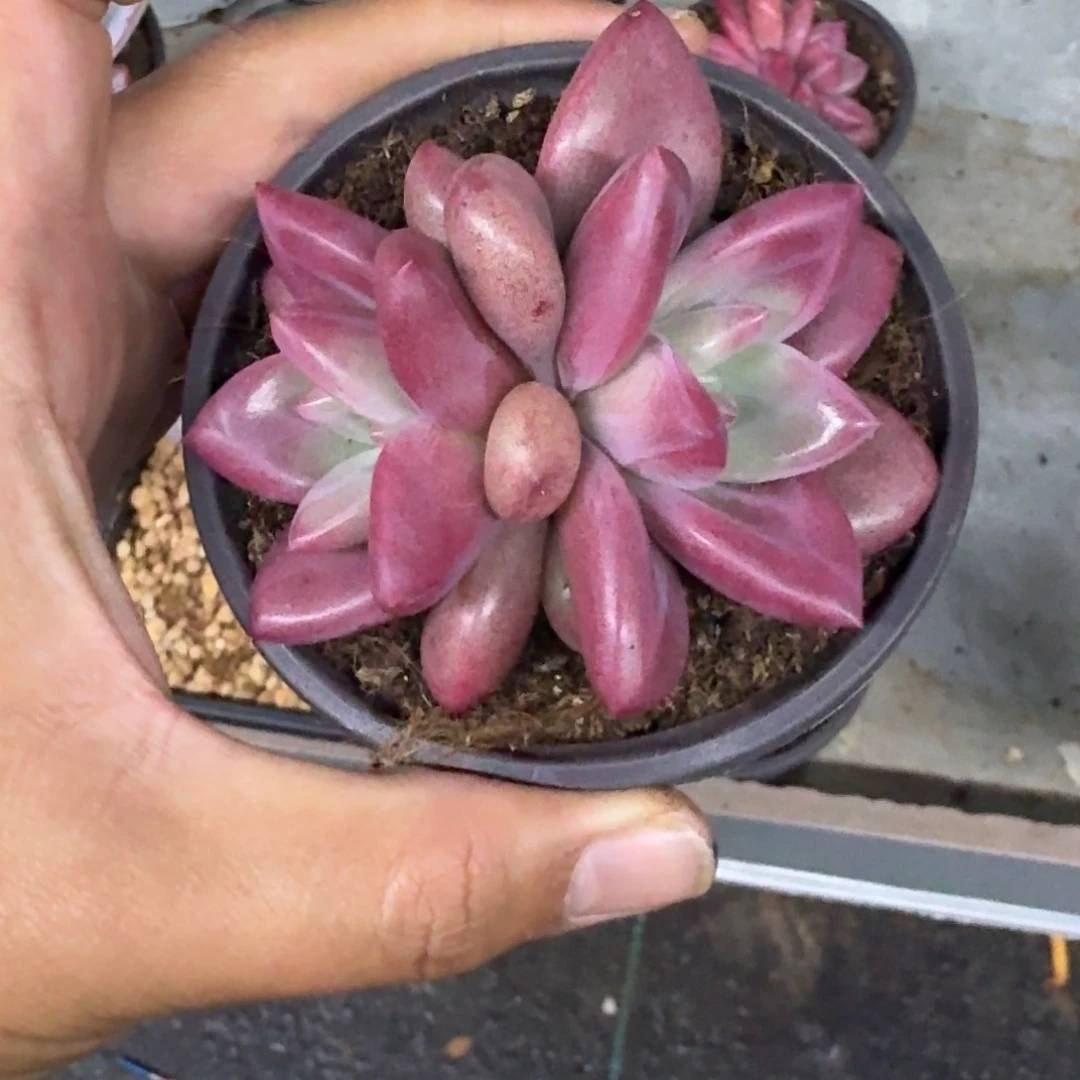 赫菲斯托 双头 一物一拍