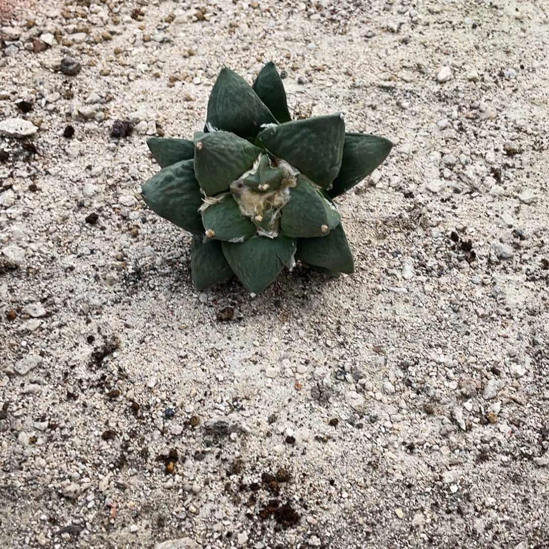 以实际为准特价岩牡丹一物一拍