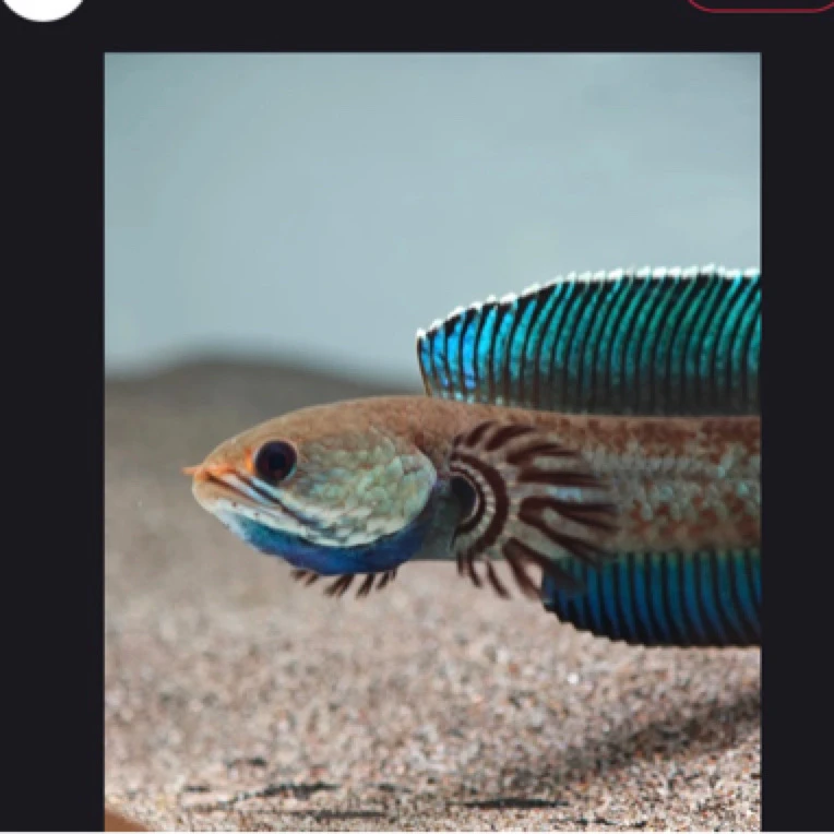 雷龙直播链接（以直播为准）