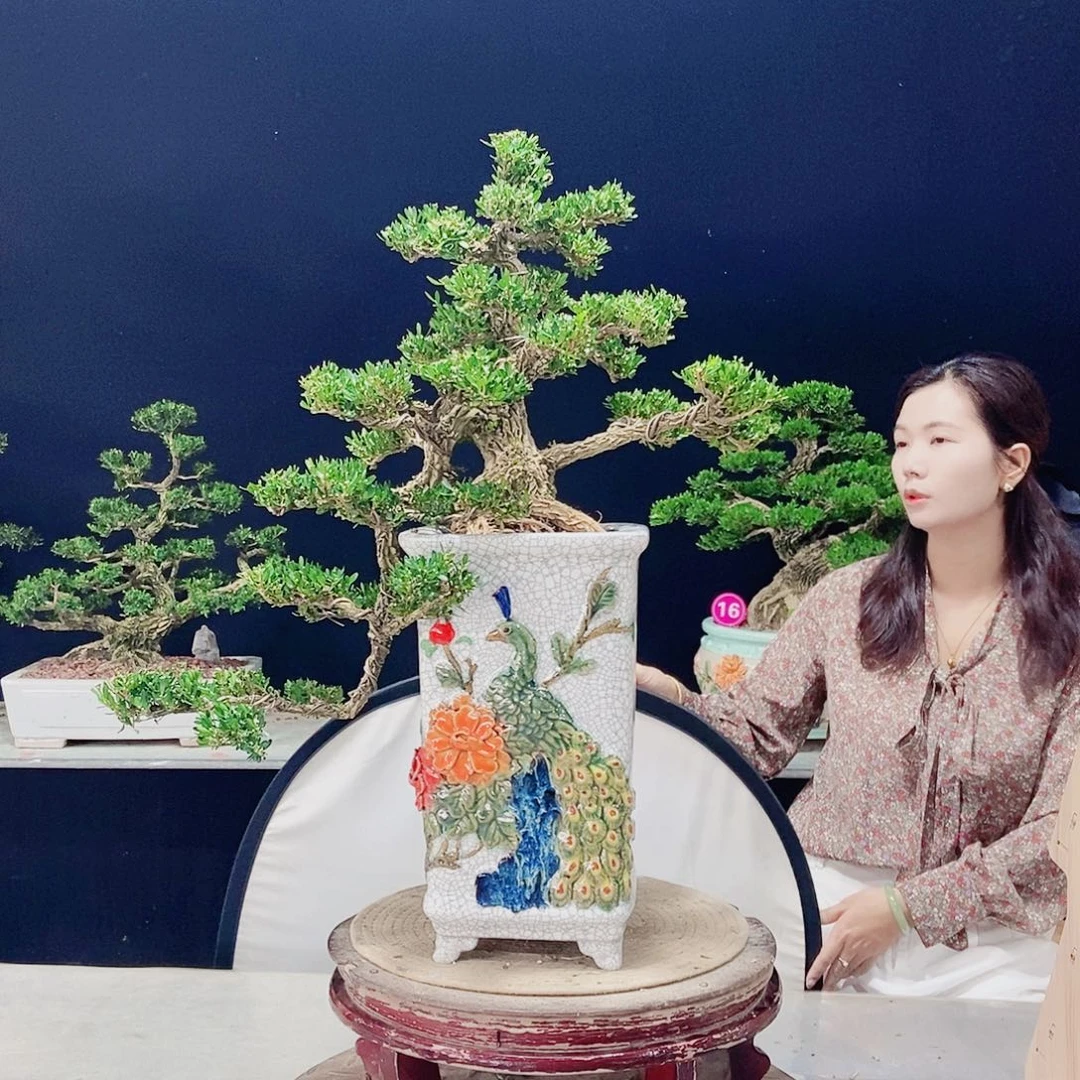 当前无花朵，栽培后可花朵