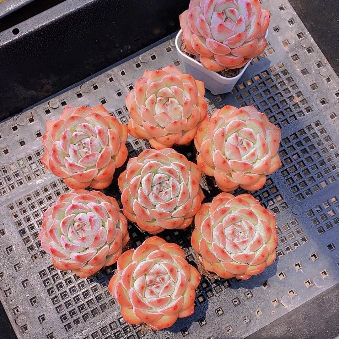 0529- 新批次 草莓杏仁单头一颗 量拍