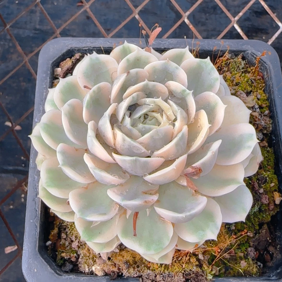 【闪购商品】昂斯诺锦