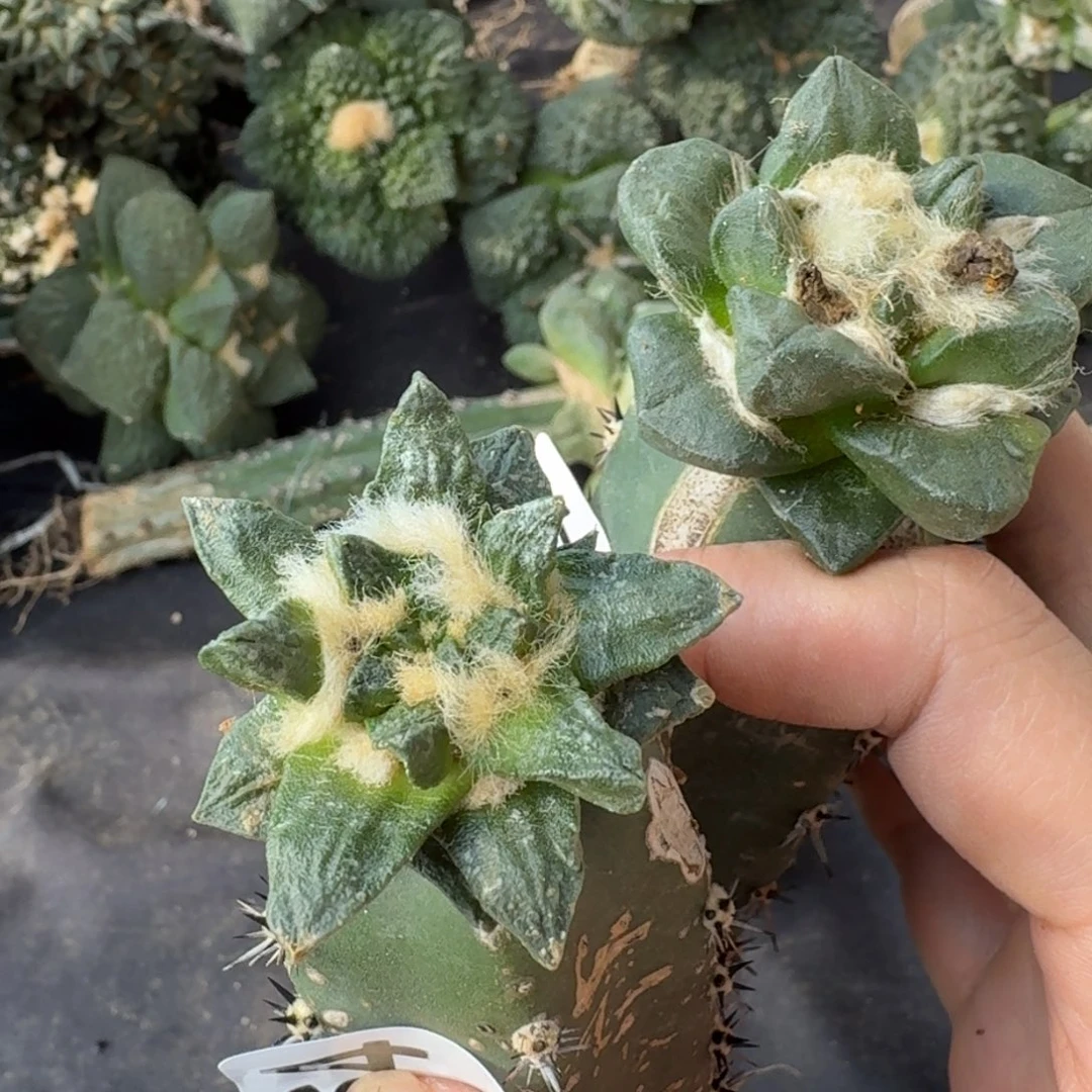 【闪购商品】꧁***꧂两个龙角364.367