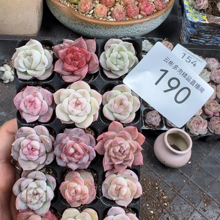 ^***习190。