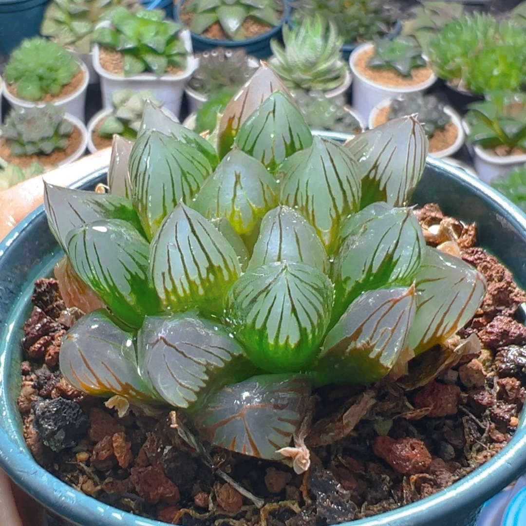 加仑盆龙爪玉露多肉