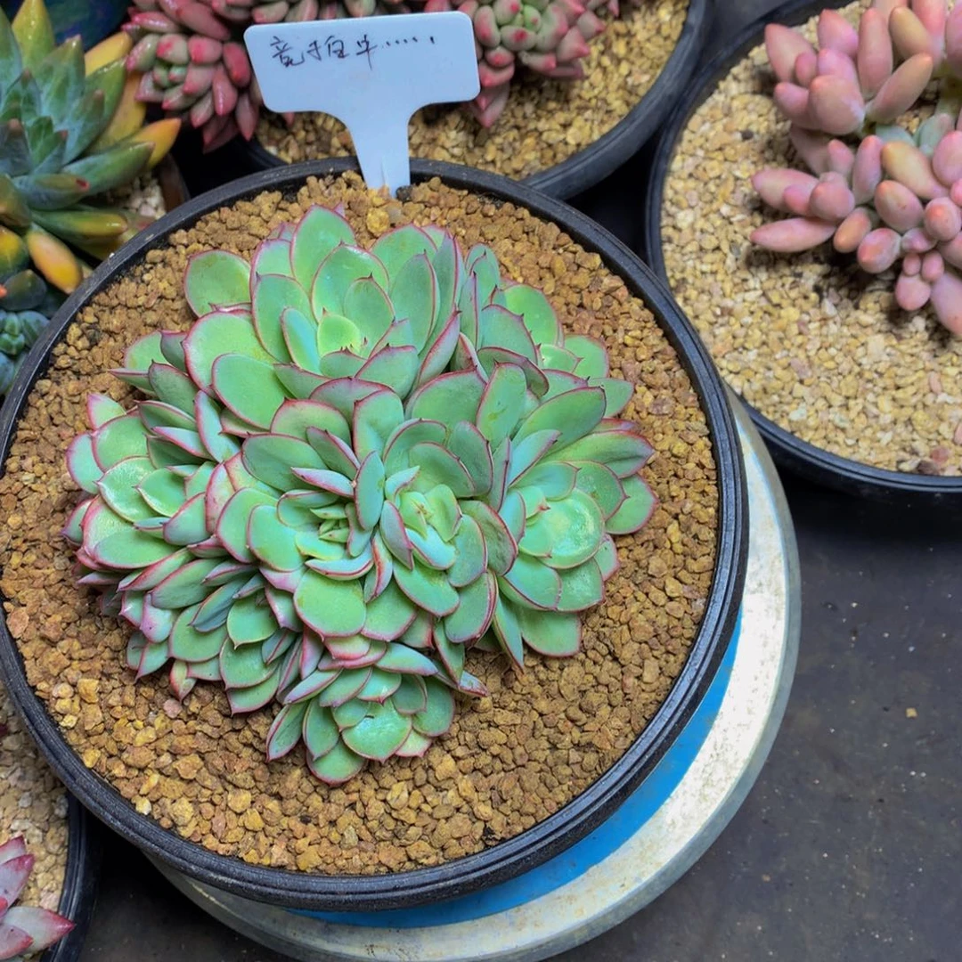 朵朵缀化牡丹亭多肉植物