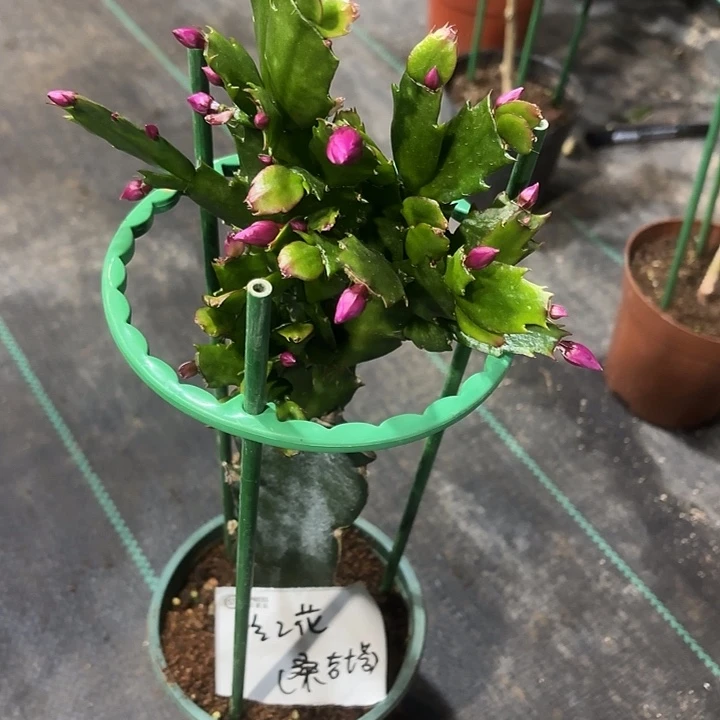 红***花当前无花栽培后可以开花
