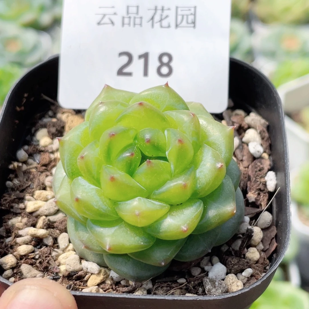 218好糖心冰心珍妮 凤仙花