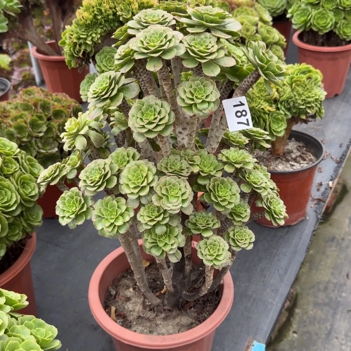 用***8多肉植物提取绿朵朵187