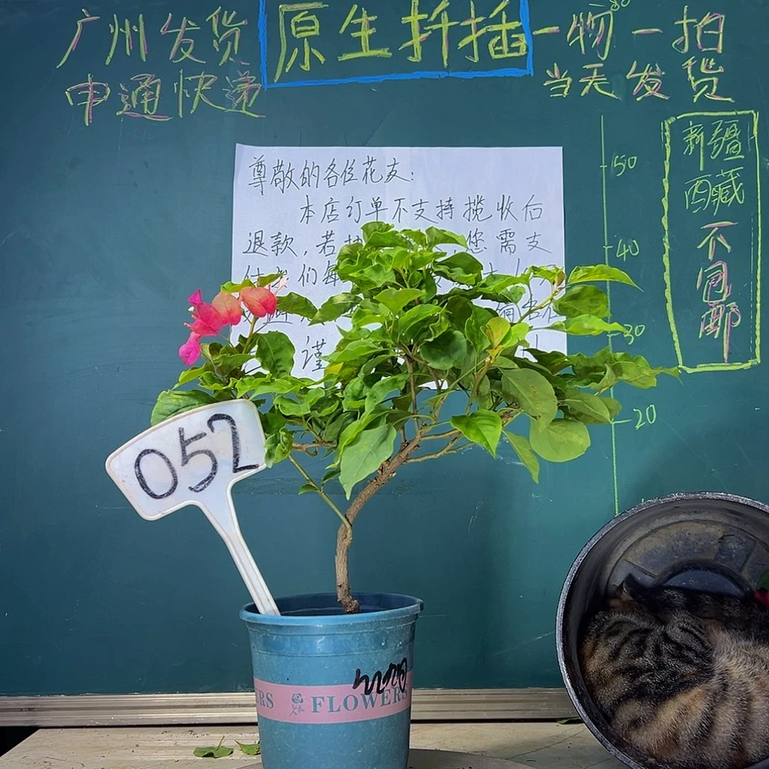 当前无花栽培后可以开花  红九月  弯杆 052