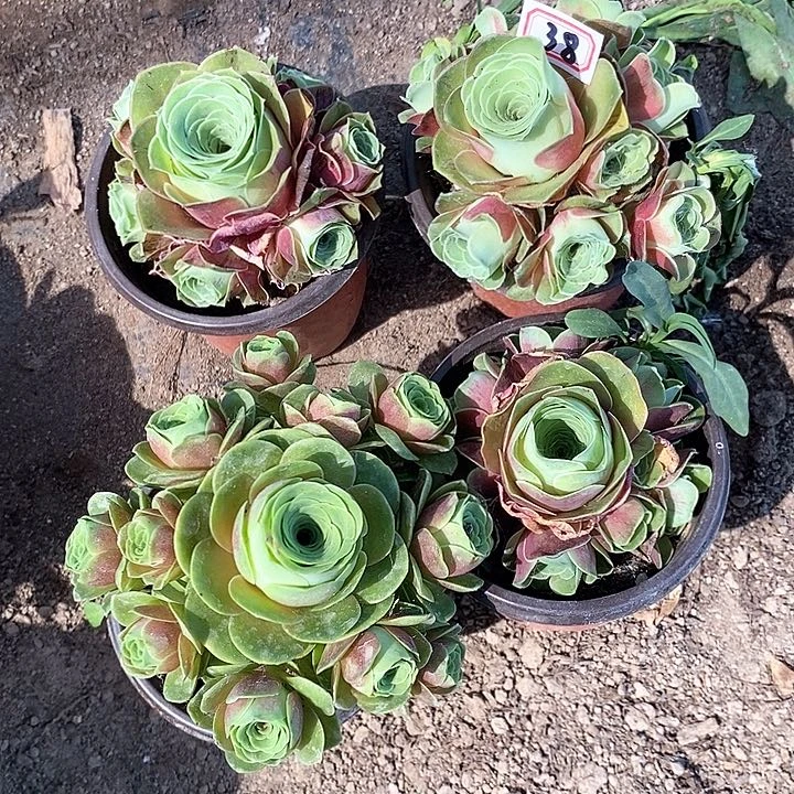 无花朵多肉植物38号4颗