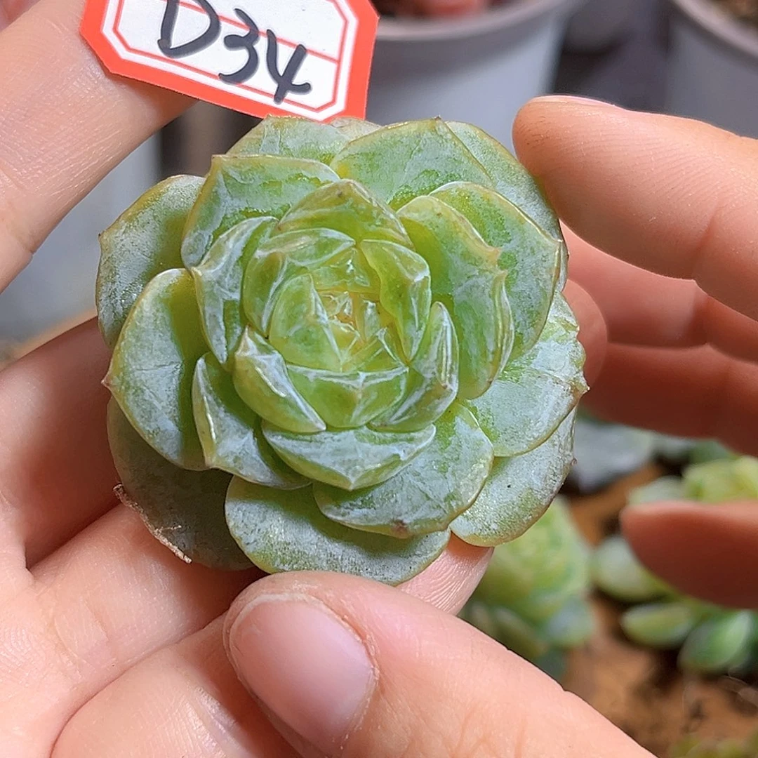 D34 一物一拍 贵妃