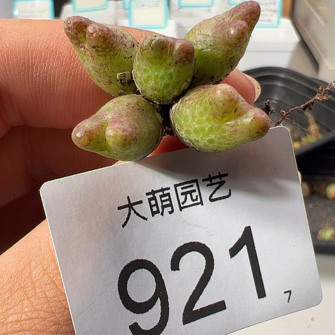 0000921 一物一拍……