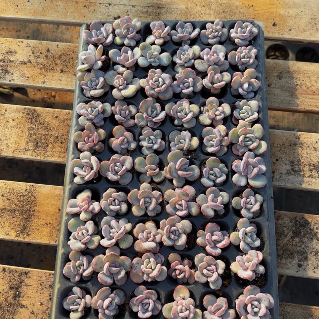 3颗一组畸形奶茶特价无售后