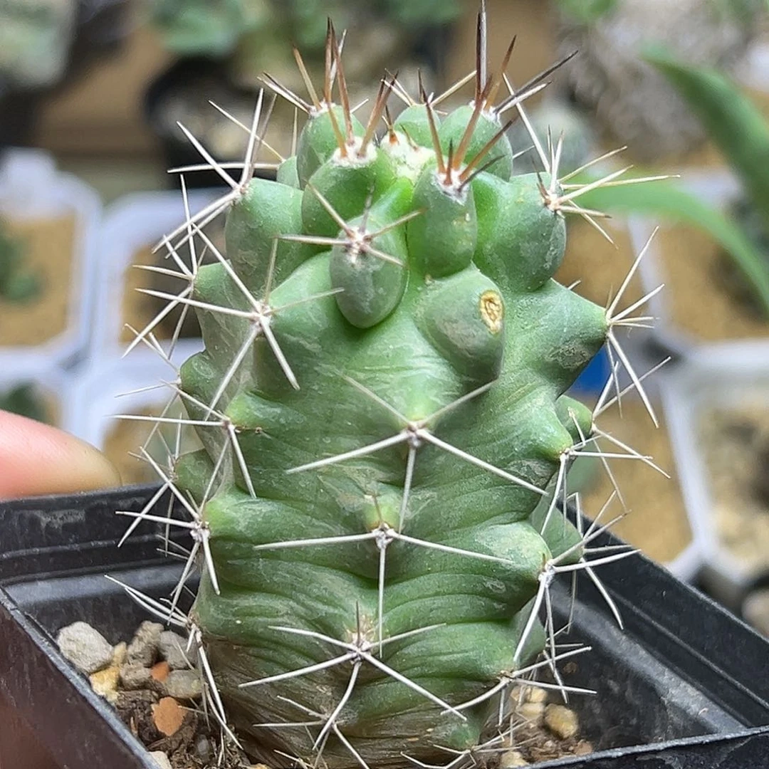 红花篝火虾一颗一颗