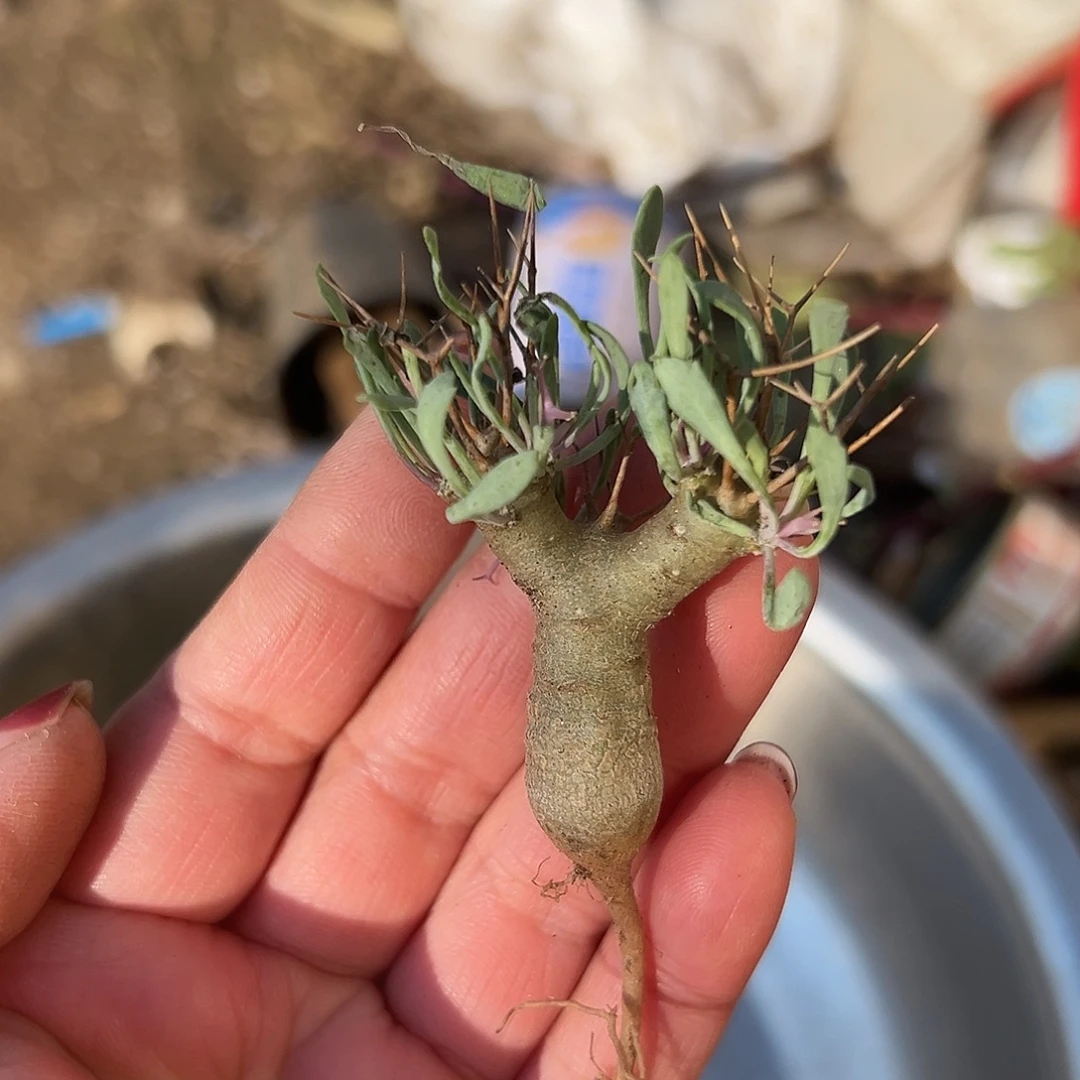 多肉植物黑魔殿块根