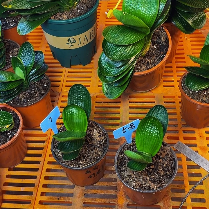 完全开放舒展宽叶微短