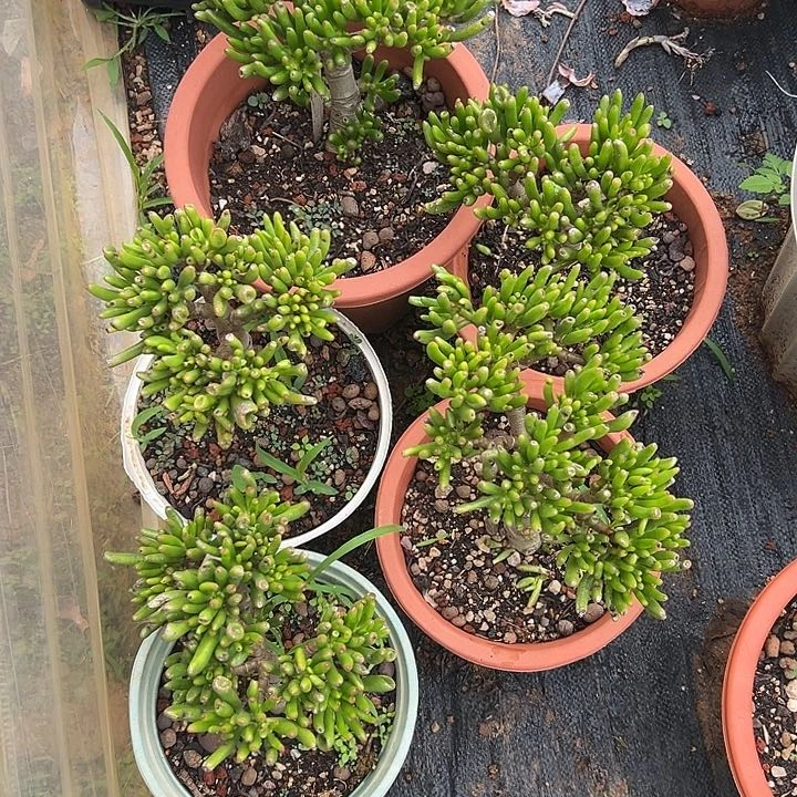 岳***）多肉植物实物直播实物47