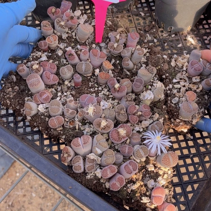 414号88888888888888