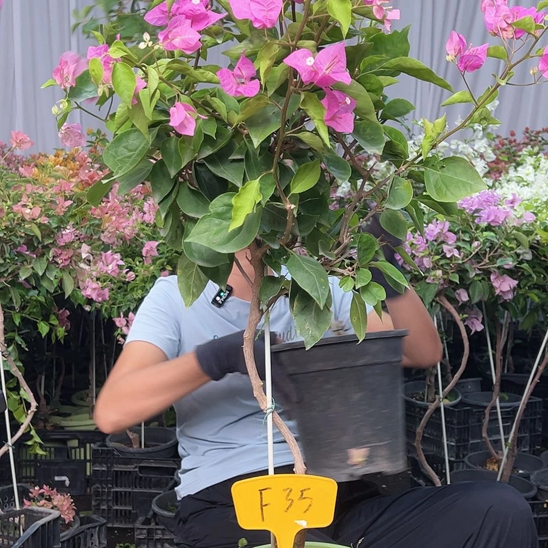 ****E当前无花栽培后可以开花F35宫粉