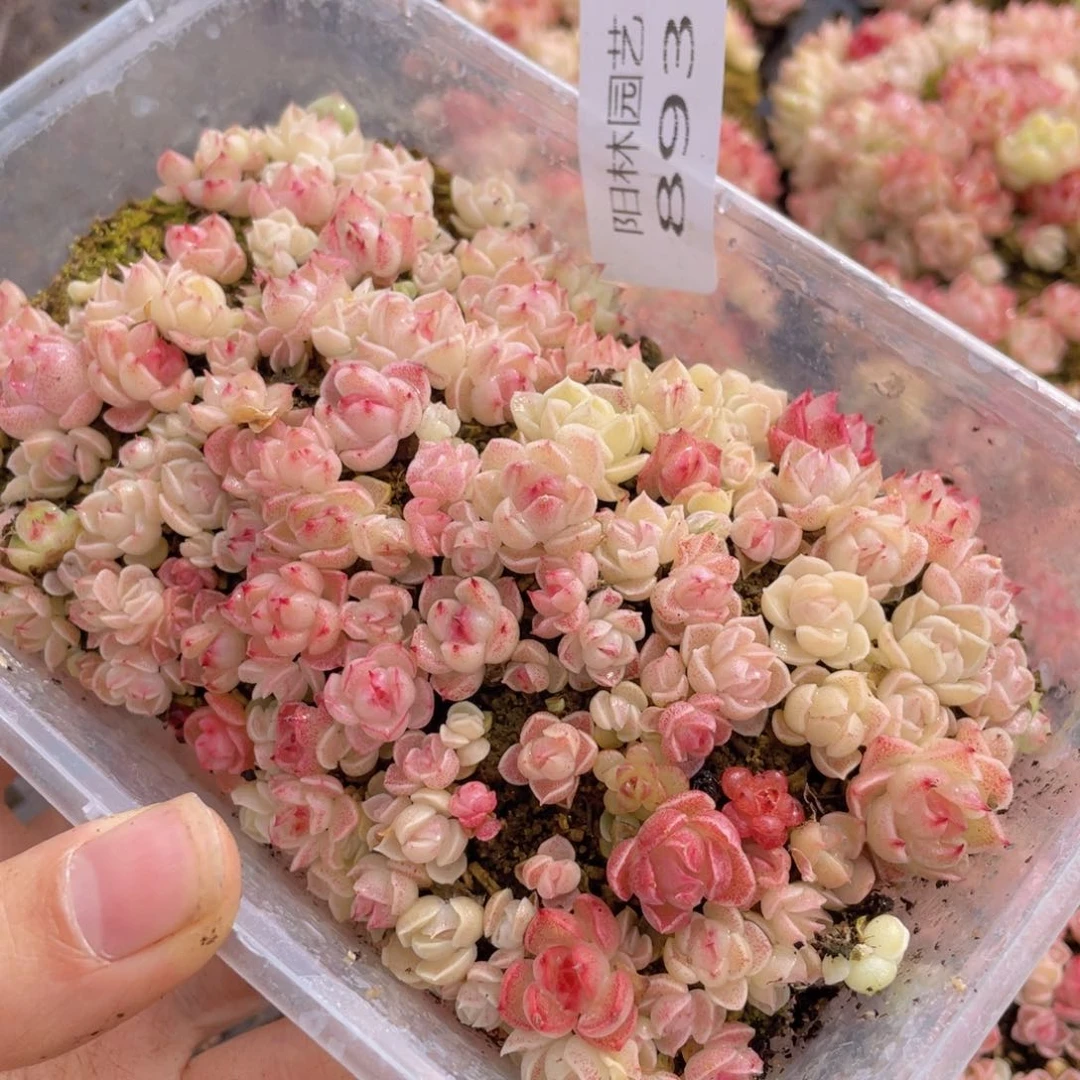 多肉植物多肉植物893