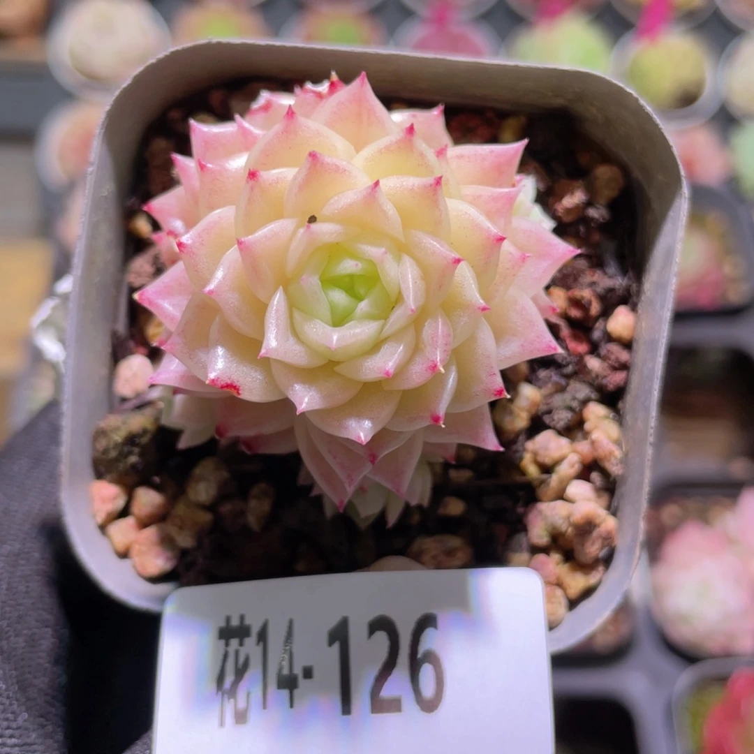 花利美14-126幻影