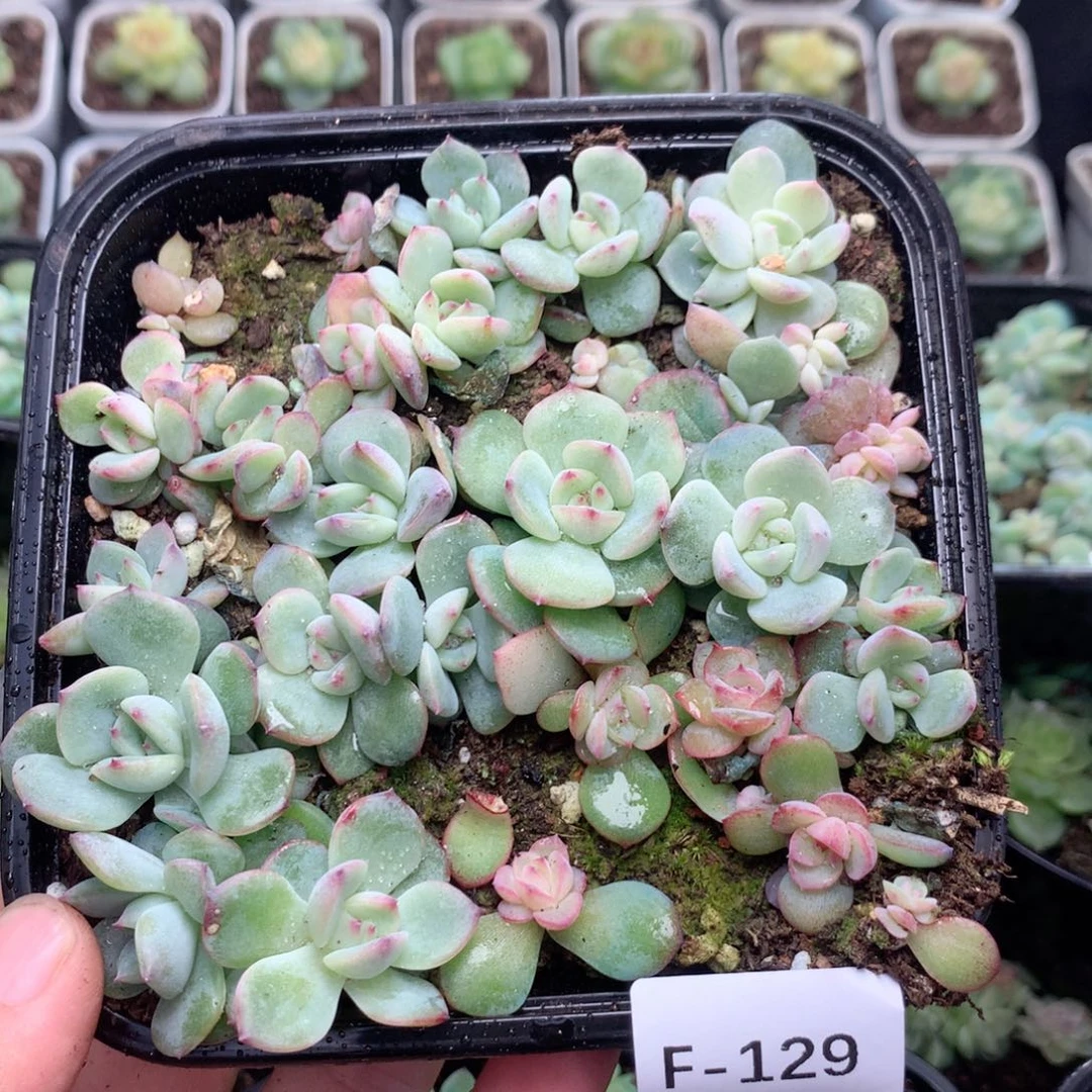 无花朵F129英语英语