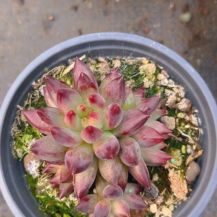 二代虞美人特价福利