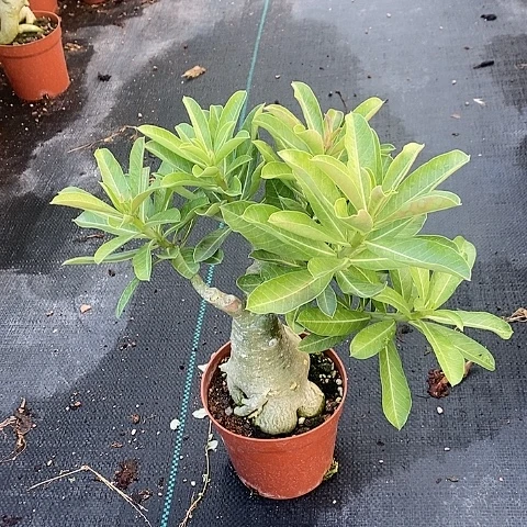 【闪购商品】无花朵紫**星