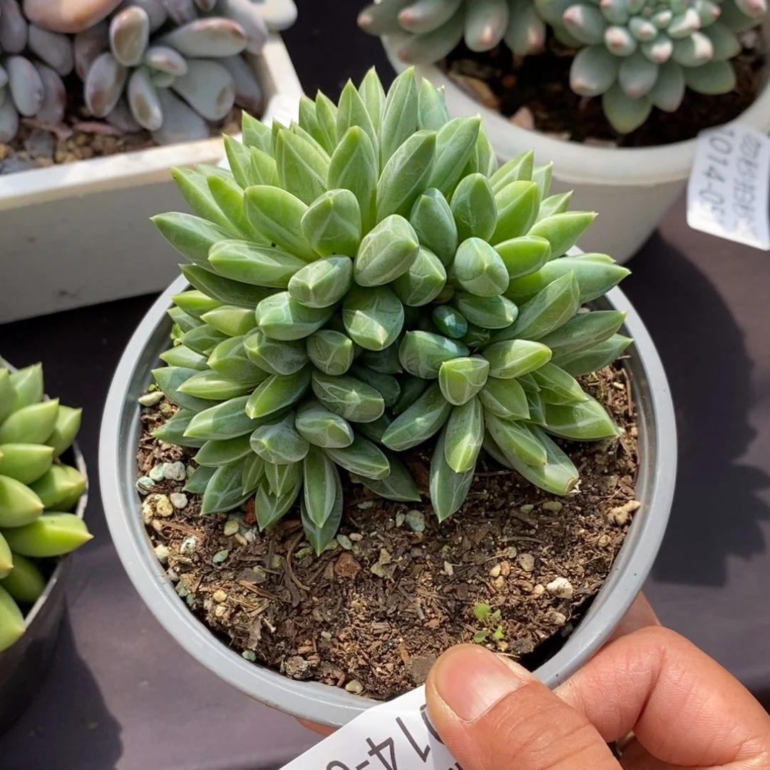 两单包邮1014-52钻石克拉