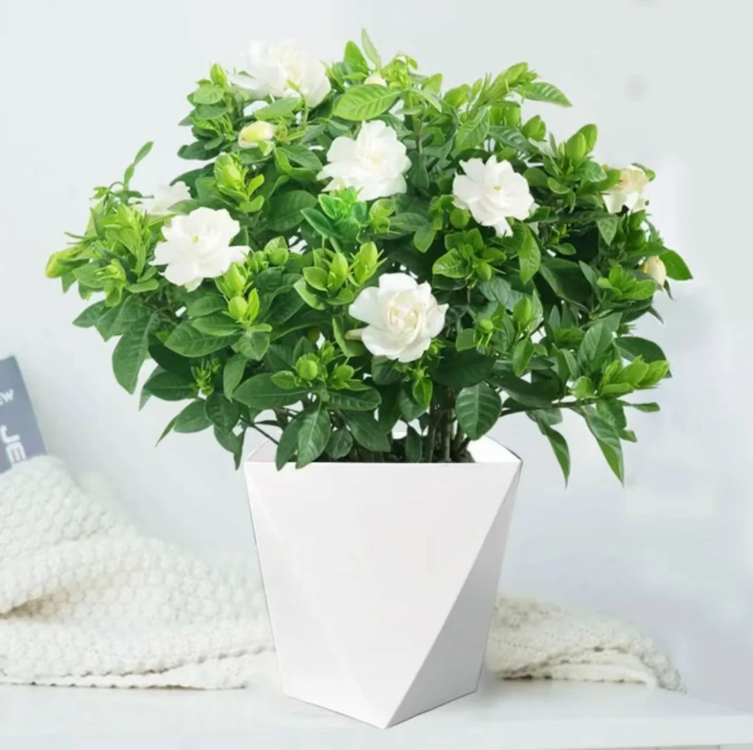 【带盆栀子花】浓香型盆栽绿植花卉植物室内客厅阳台庭院四季好养