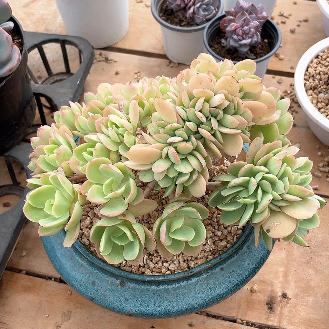 多肉植物多肉植物