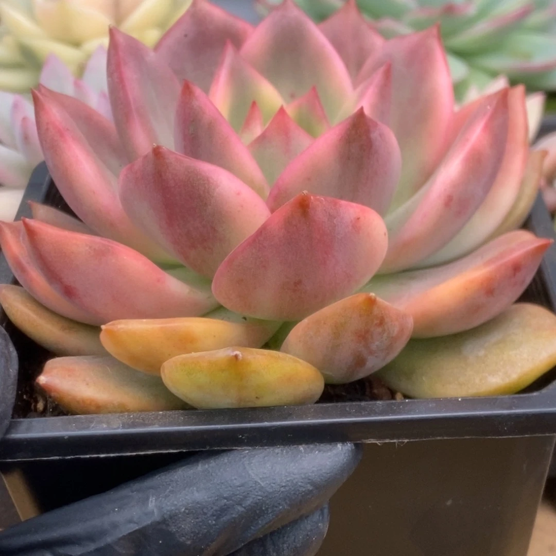 004卡玫拉锦锦锦锦锦