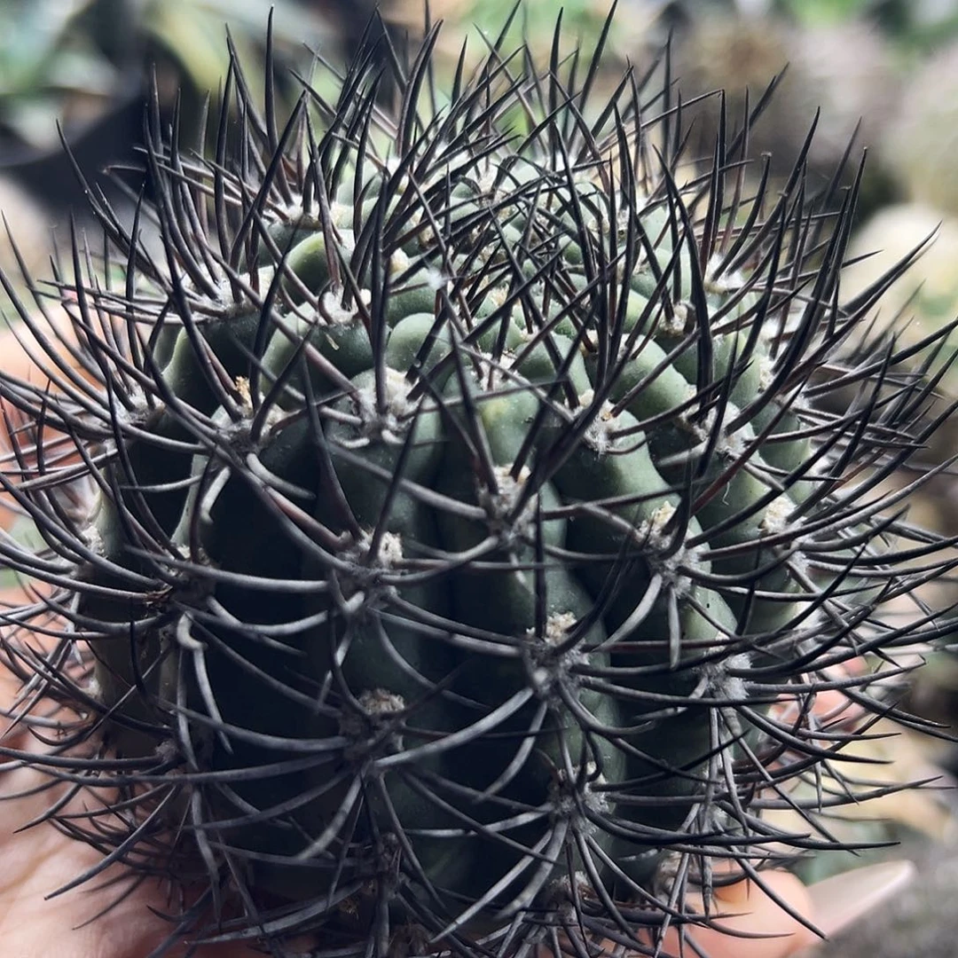 黑刺逆豹有根仙人球666666