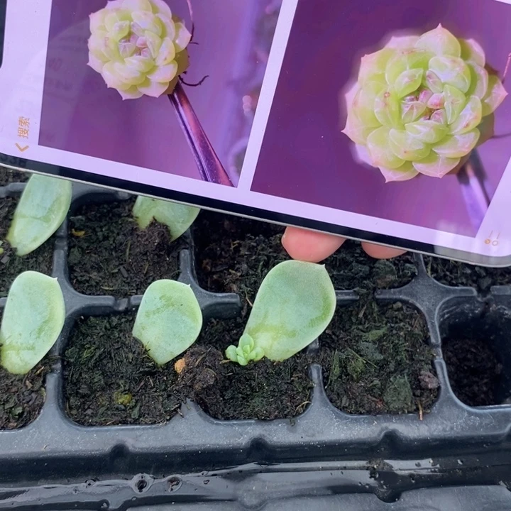 穴盘甜心106芽苗一个多肉